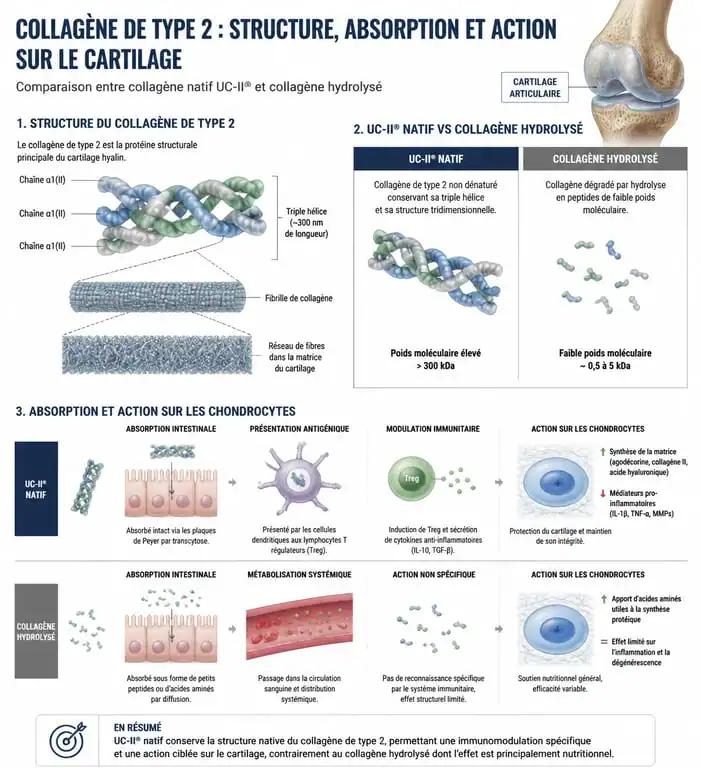 Infographie comparative : collagène natif UC-II vs collagène hydrolysé pour le meilleur collagène type 2
