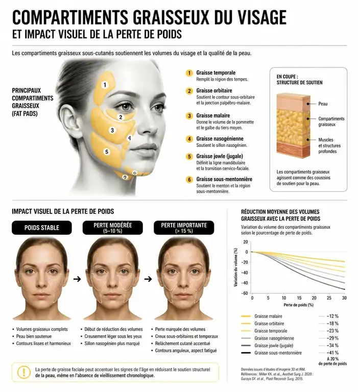 Schéma explicatif des changements du visage après une perte de poids et relâchement cutané