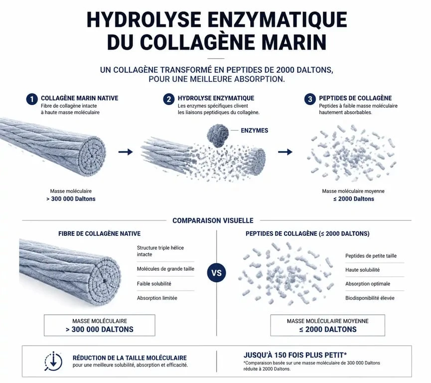 Infographie sur le processus d'hydrolyse du collagène marin hydrolysé type 1 pour une absorption optimale.